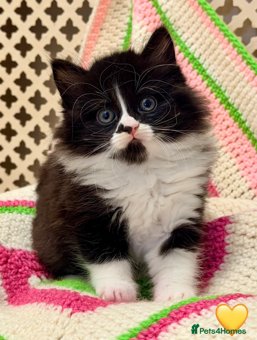 Mixed Breed cats for sale: 💖 MAINE COON X RAGDOLL *PARENTS HEALTH TESTED* 💖 - Advert 15