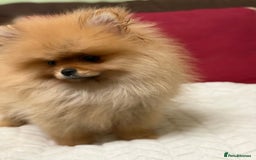 Pomeranian dogs for sale: Fabulous Pomeranian Girl Puppies  - Image 23