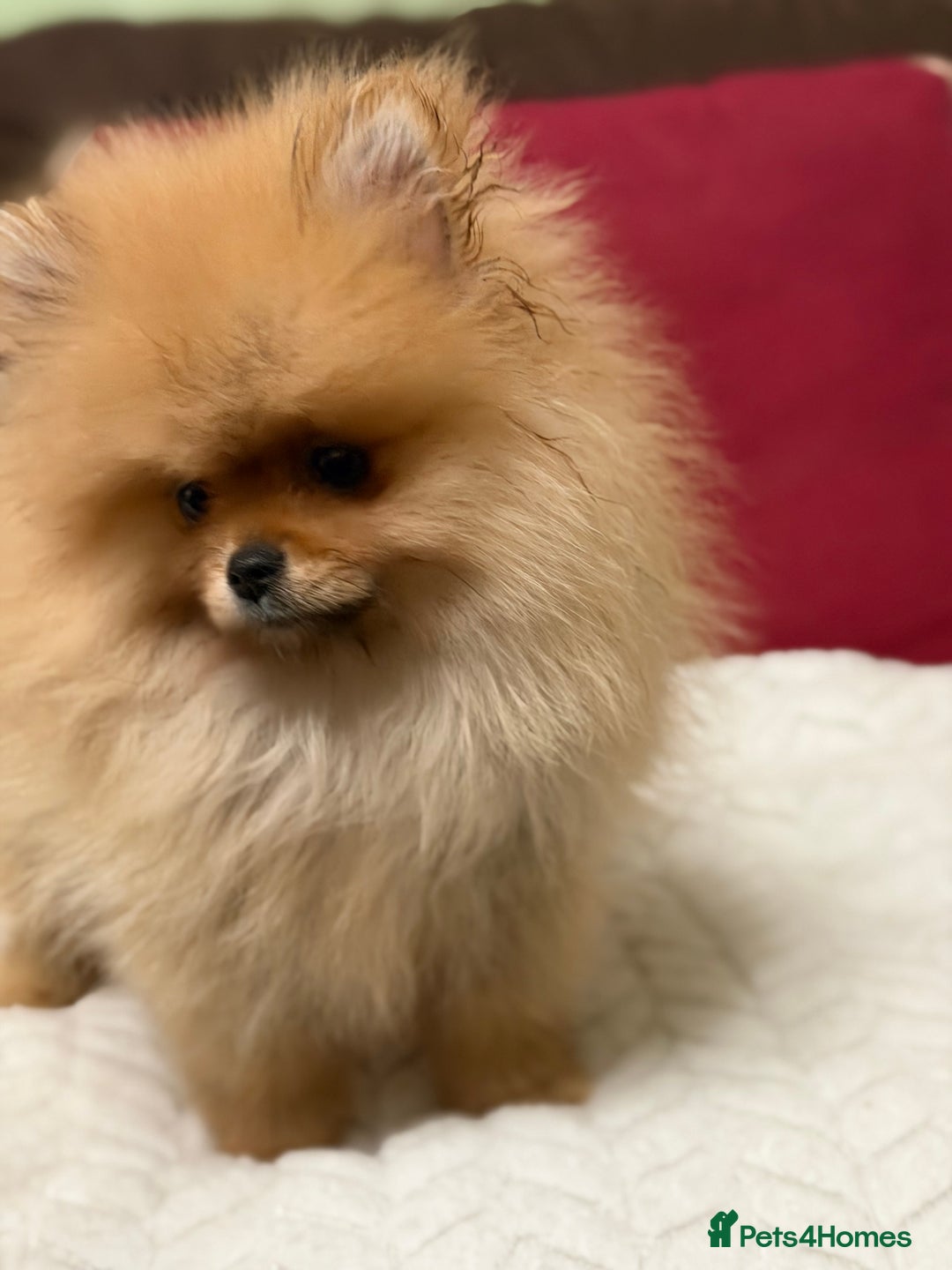 Pomeranian dogs for sale: Fabulous Pomeranian Girl Puppies  - Image 23