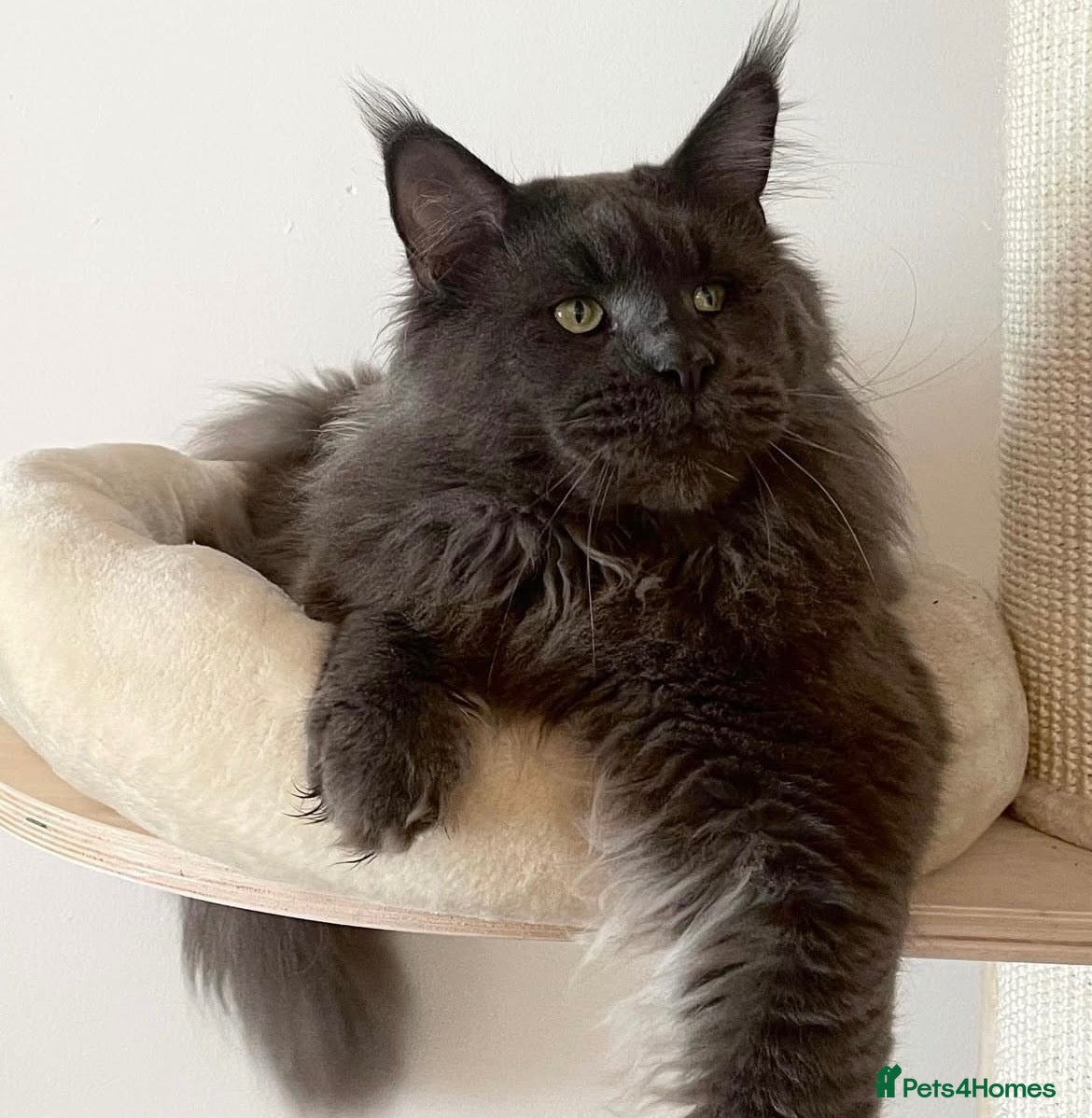 Maine Coon cats Rare Blue Smoke Maine Coon Kittens – Exceptional  - Advert 5
