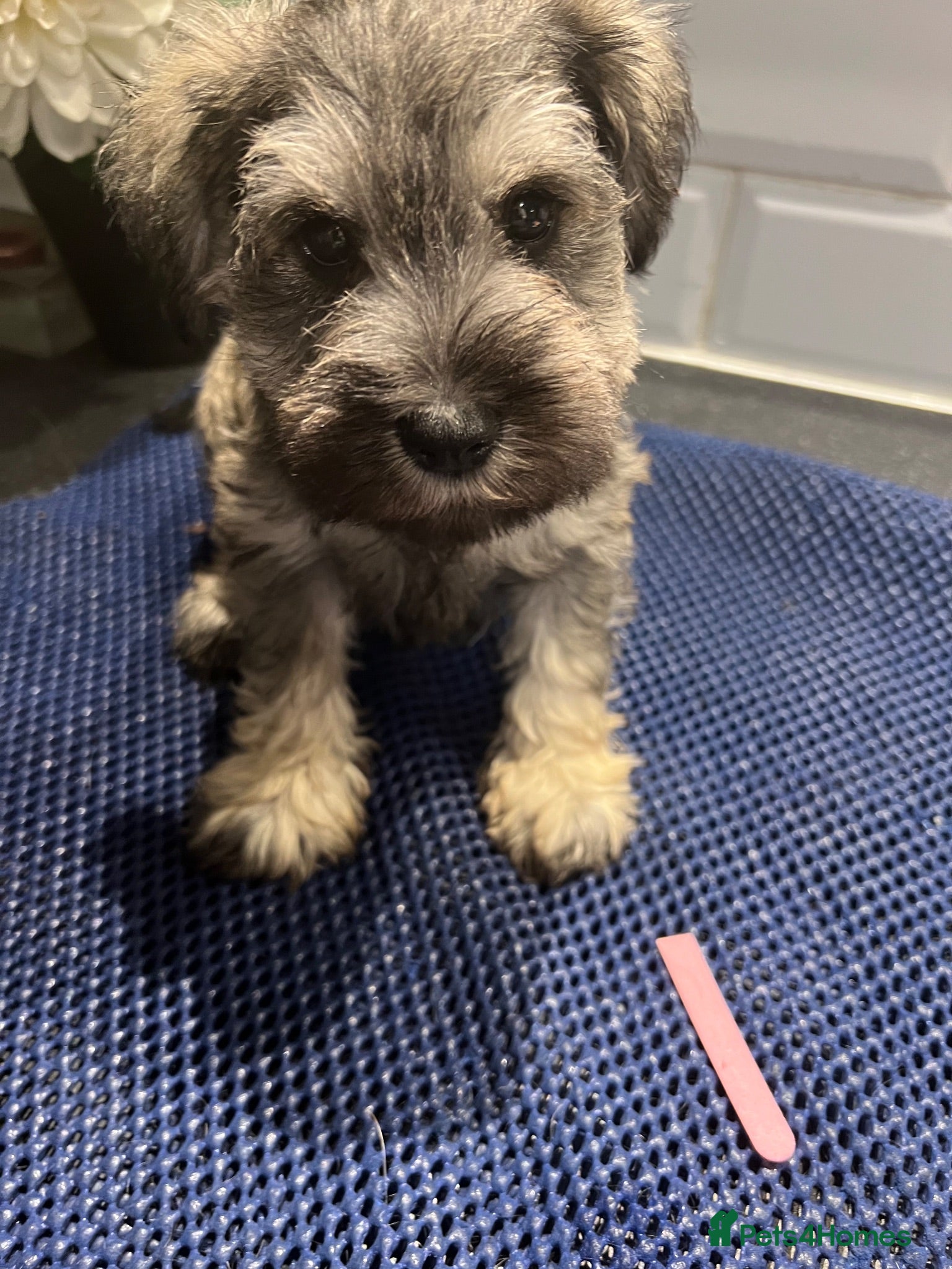 Miniature Schnauzer dogs Kc reg health tested parents  - Advert 2