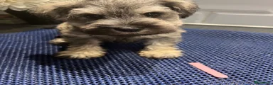 Miniature Schnauzer 4