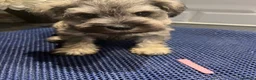 Miniature Schnauzer dogs for sale: Kc reg health tested parents  - Advert 3