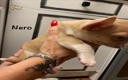 Mixed Breed dogs for sale: Adorable French Bulldog x Chihuahua Male Puppies - Image 8