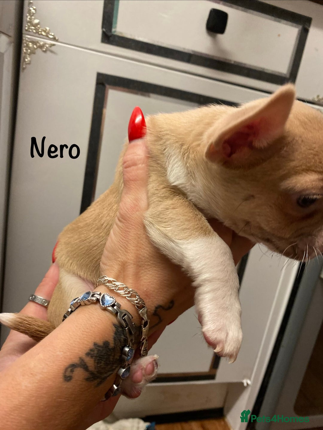 Mixed Breed dogs for sale: Adorable French Bulldog x Chihuahua Male Puppies - Image 8