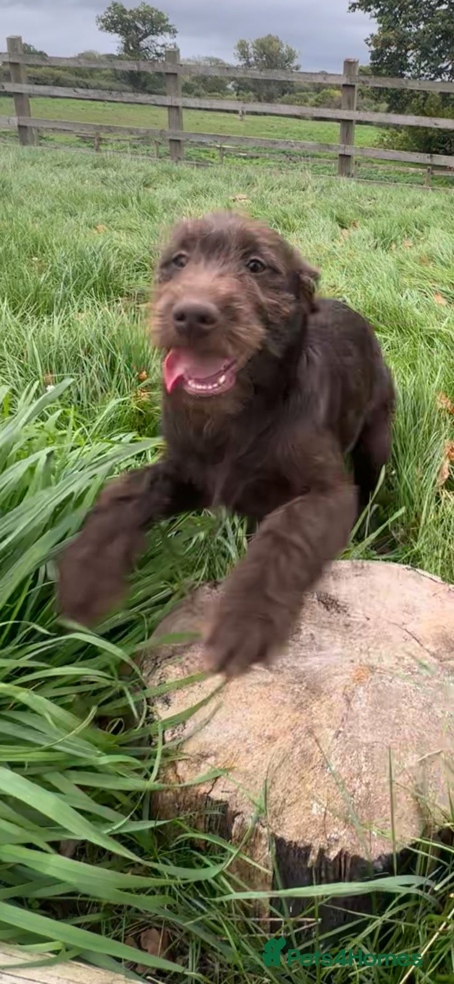 Labradoodle dogs for sale: Beautiful Chunky Chocolate Labradoodles - Advert 1