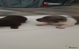 Chiweenie dogs for sale: Chiweenie puppies  - Advert 11