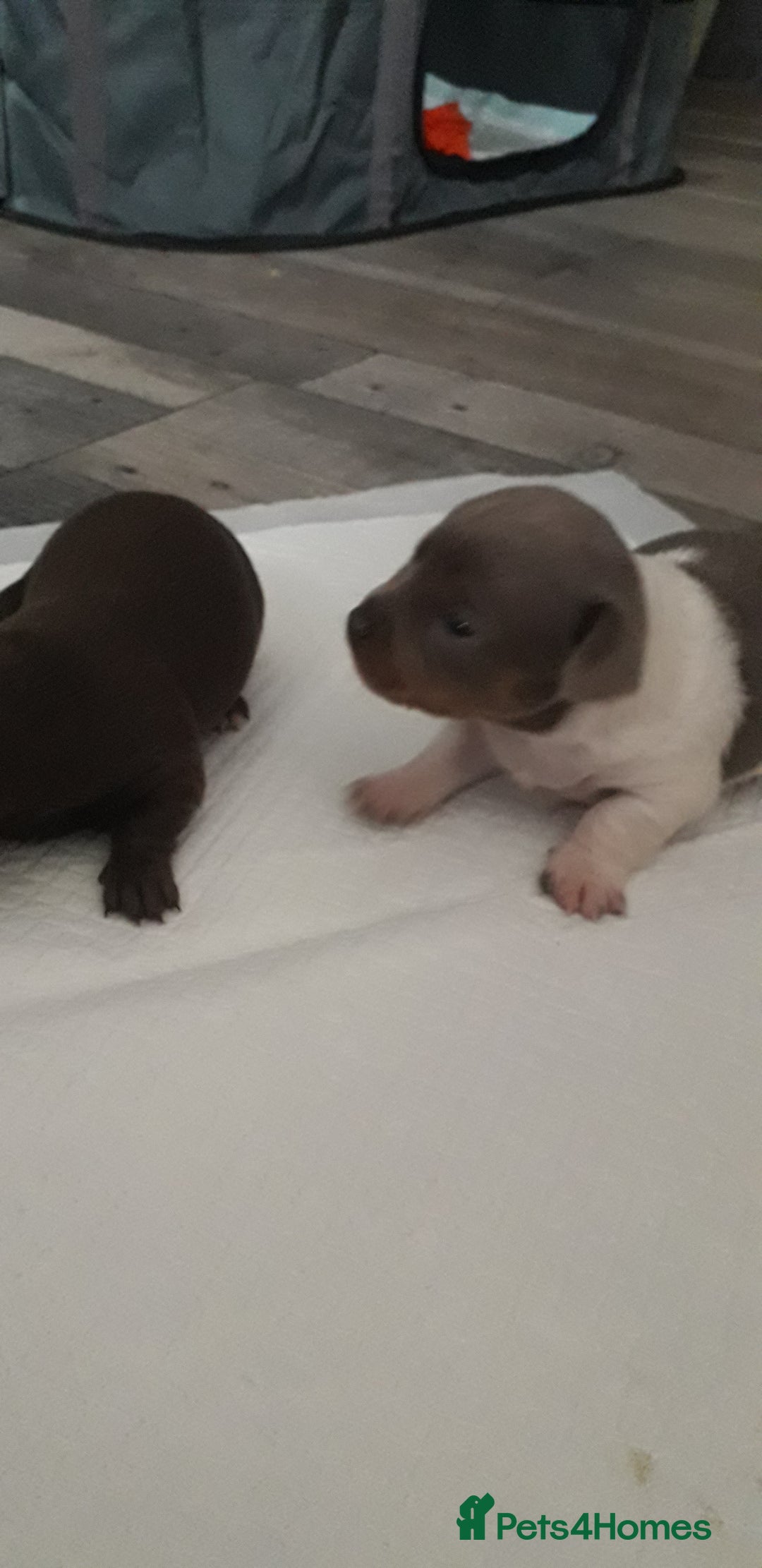 Chiweenie dogs for sale: Chiweenie puppies  - Advert 11