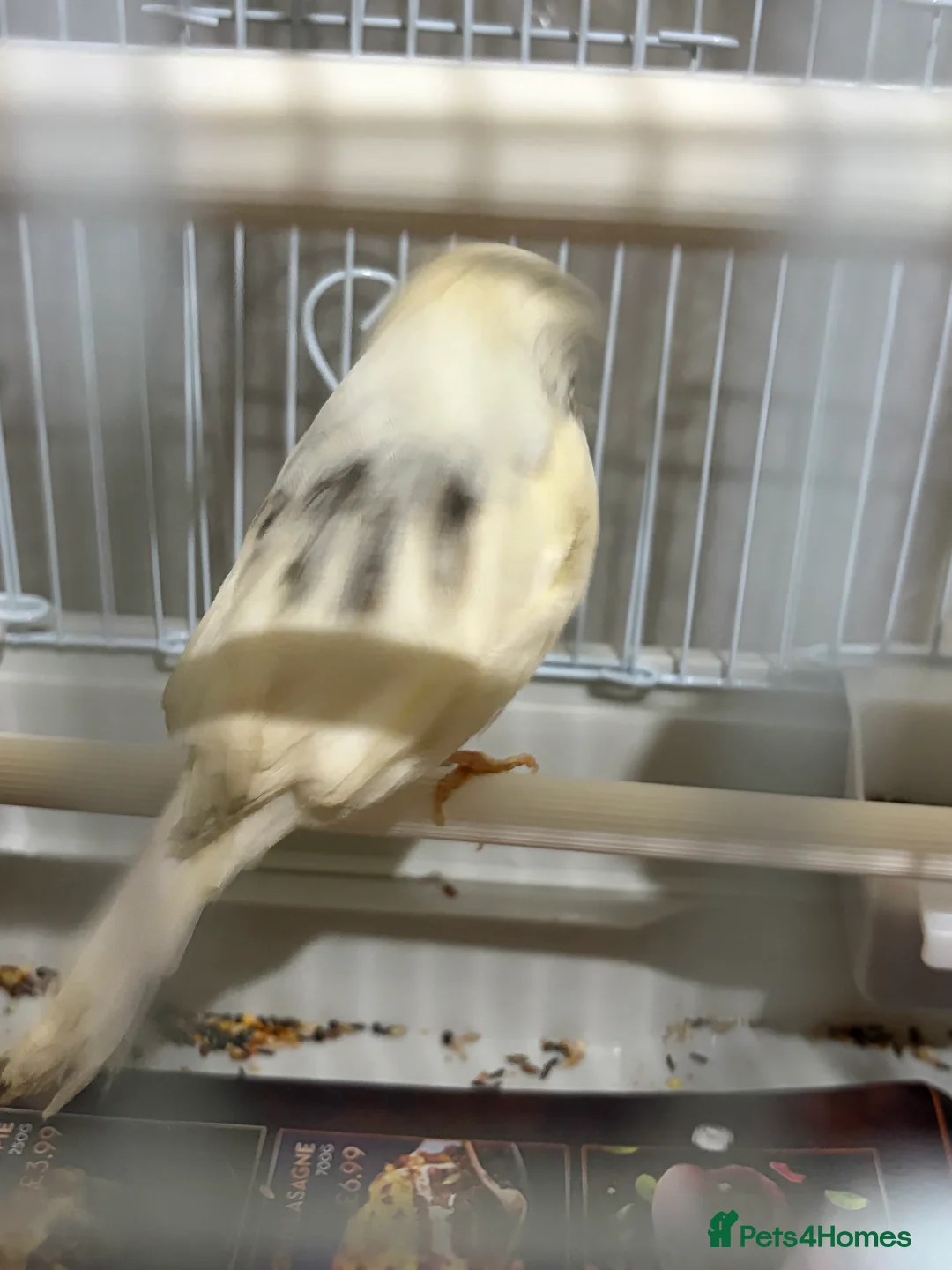 Canaries birds for sale: Mix selection of canaries Norwich/Border  - Advert 20