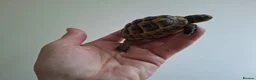 Hermann Tortoise reptiles for sale: Med. Spurthigh tortoises for sale - Advert 3