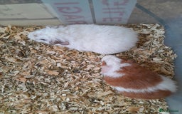 Guinea Pig rodents for sale: Pure bred Teddy babies A pair of boys and 1 girl. - Advert 1