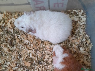 Guinea Pig rodents Pure bred Teddy babies A pair of boys and 1 girl. - Advert 1