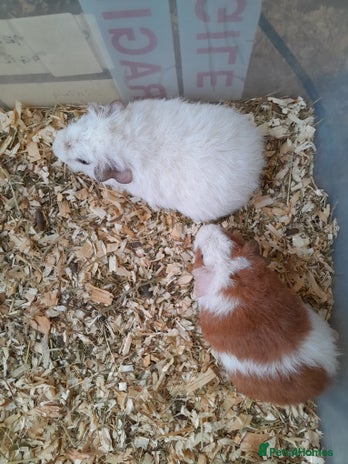 Guinea Pig rodents Pure bred Teddy babies A pair of boys and 1 girl. - Advert 2