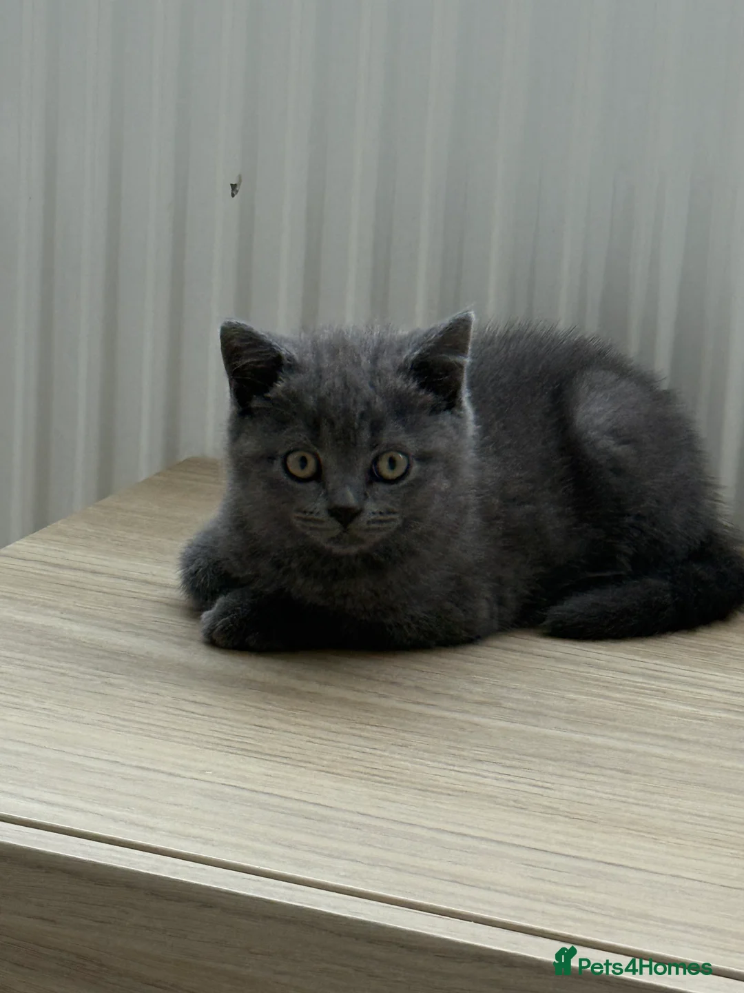 British Shorthair cats for sale: British shorthair kittens available”Ready now” - Advert 7