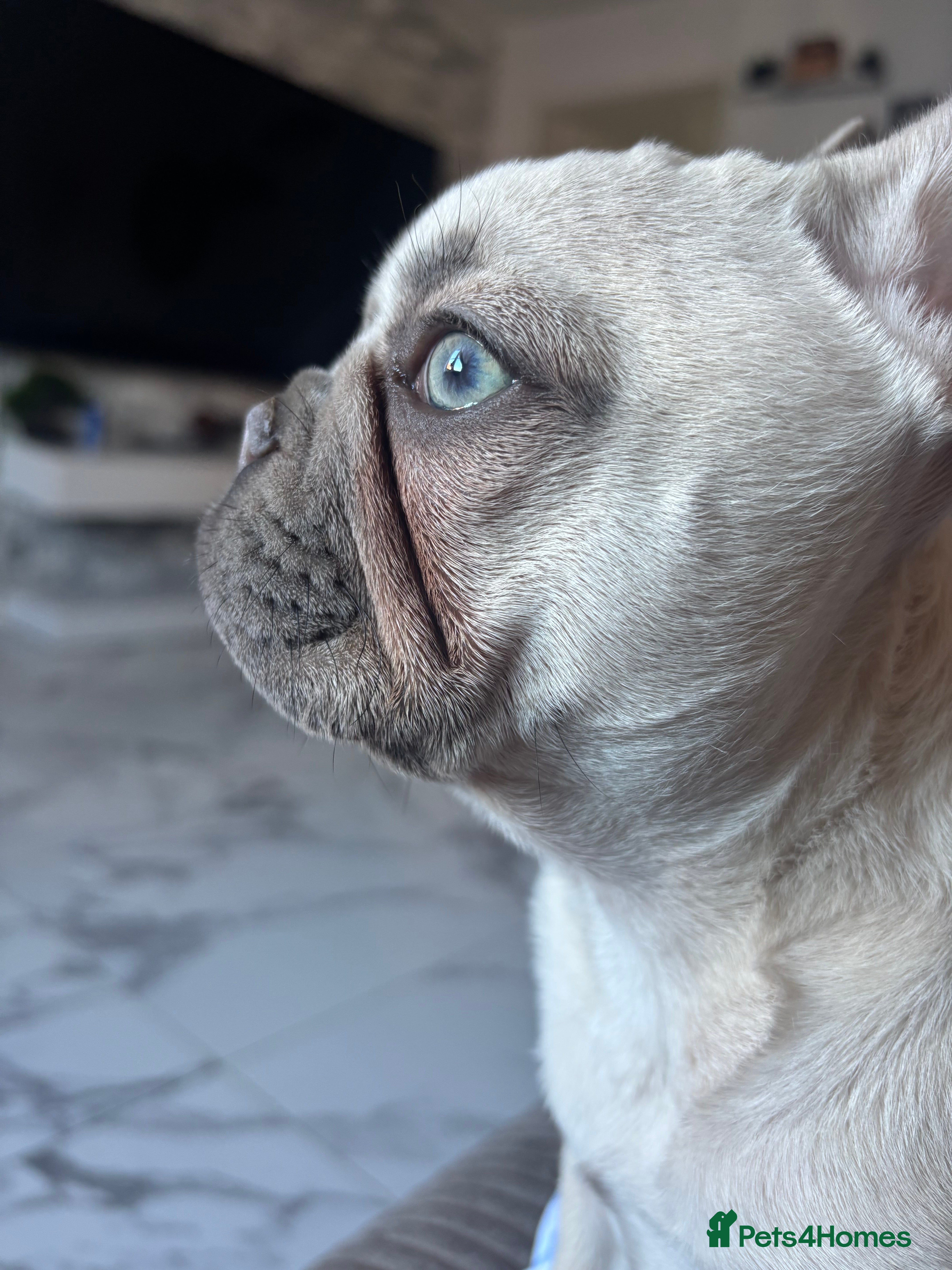 French Bulldog dogs Beautiful blue eyed frenchie girl - Advert 1