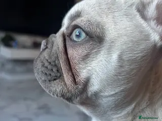 French Bulldog dogs Beautiful blue eyed frenchie girl - Advert 1