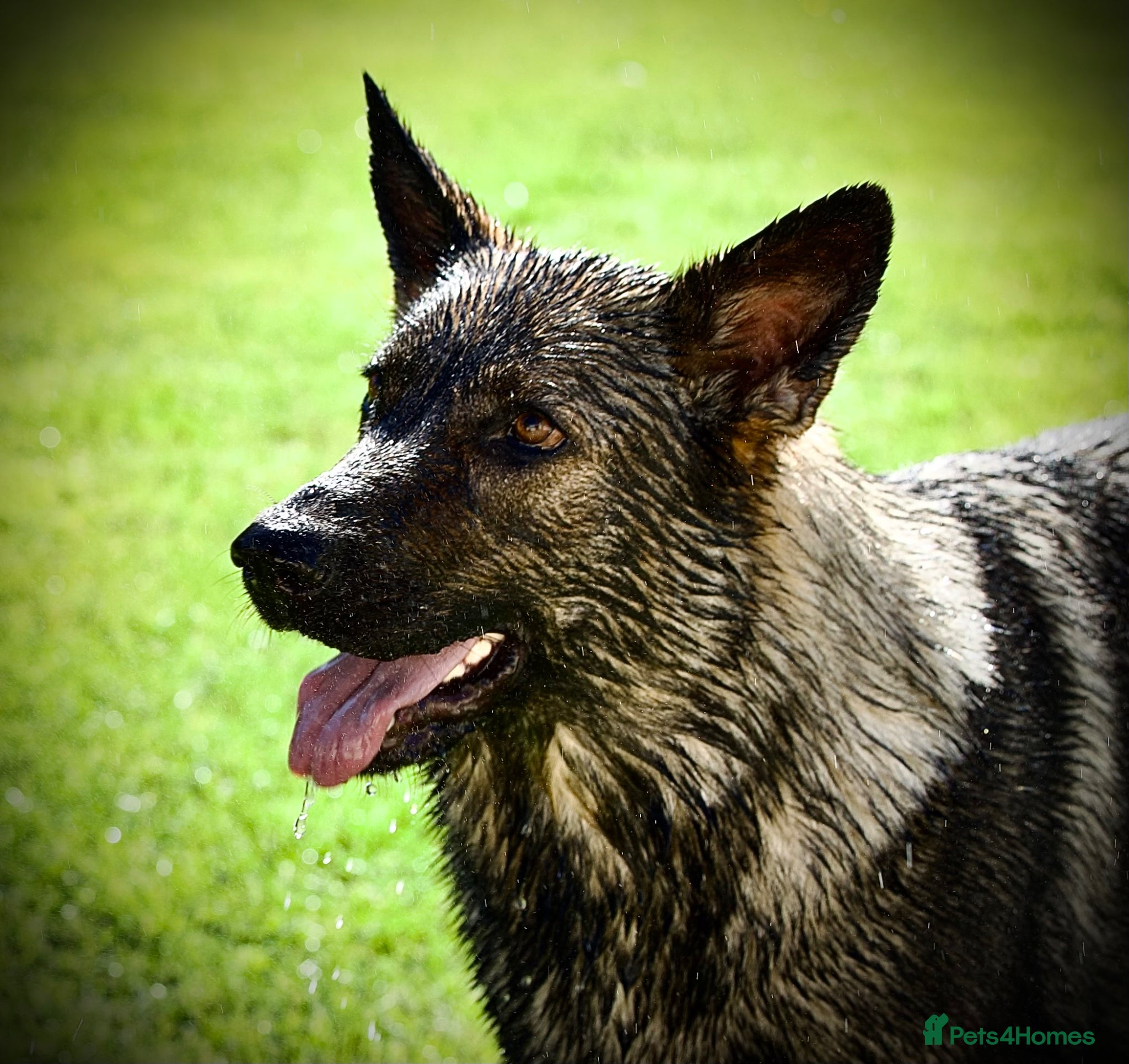 German Shepherd dogs for sale: Working lines GSD - Advert 1