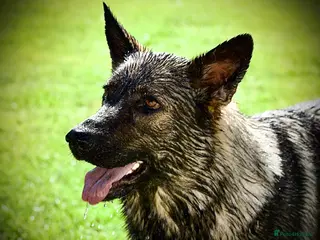 German Shepherd dogs Working lines GSD - Advert 5