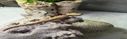 Gecko reptiles for sale: Crested Gecko in Billingshurst - Advert 5