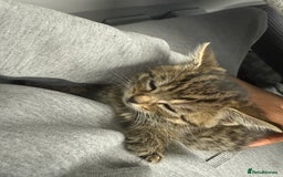 American Shorthair cats for sale: Asia.  - Image 3