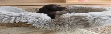 Chocolate Female