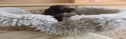 Cocker Spaniel dogs for sale: Working Type Cocker Spaniels - Advert 22