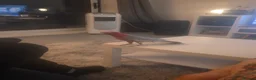 Cockatoo birds for sale: Galah cockatoo needs a new home  in Basildon - Advert 9