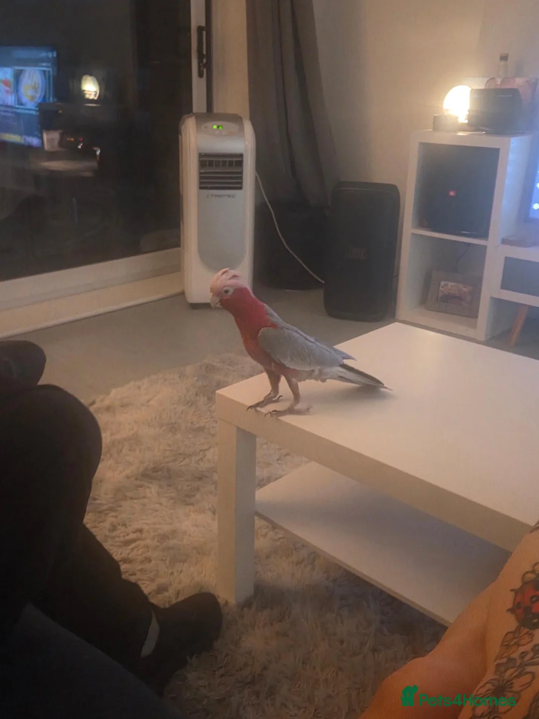 Cockatoo birds for sale: Galah cockatoo needs a new home  in Basildon - Advert 9