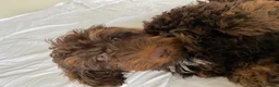 Cockapoo dogs for stud: Proven chocolate Cockapoo STUD - Advert 4