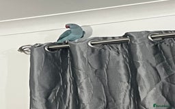 Ringnecks birds for sale: 8 months blue Indian ringneck  - Image 6