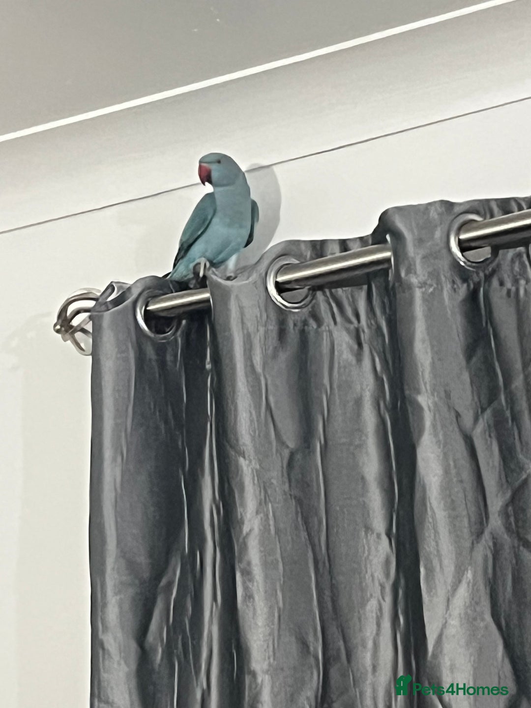 Ringnecks birds for sale: 8 months blue Indian ringneck  - Image 6
