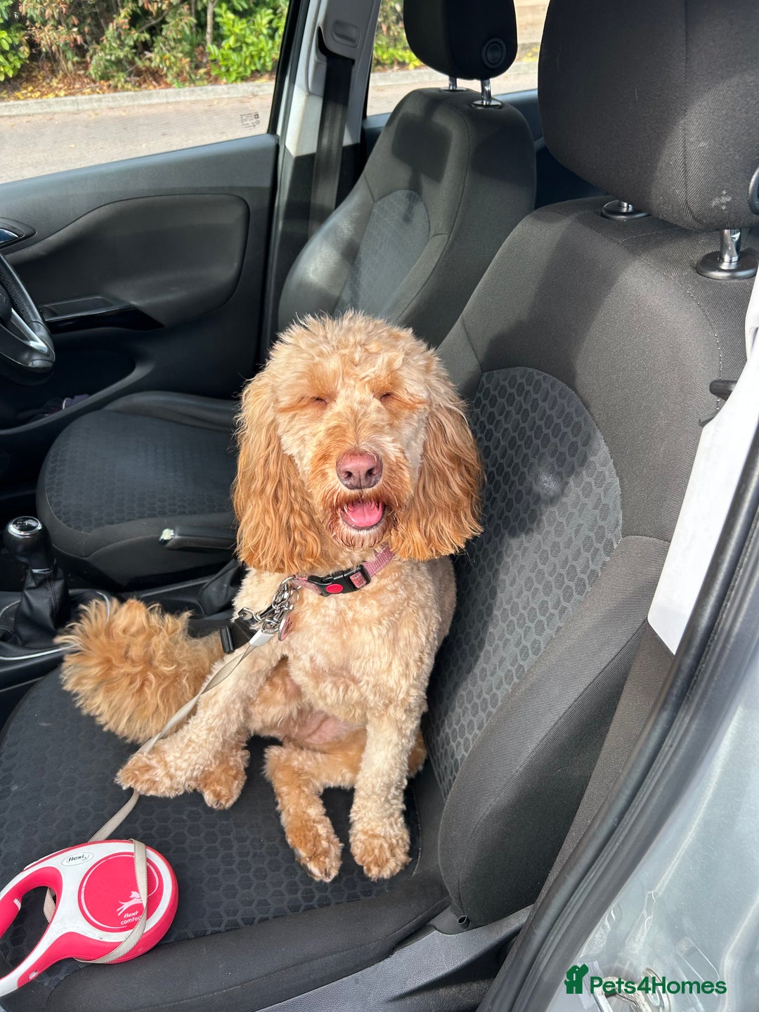 Cockapoo dogs for sale: Bonnie cockapoo  - Advert 1