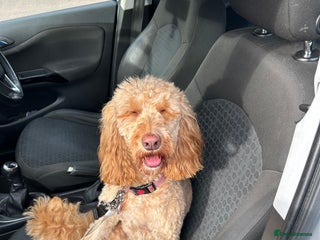 Cockapoo dogs Bonnie cockapoo - Advert 1