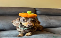 Miniature Dachshund dogs for sale: Quality Miniature Dachshund puppies - Advert 7