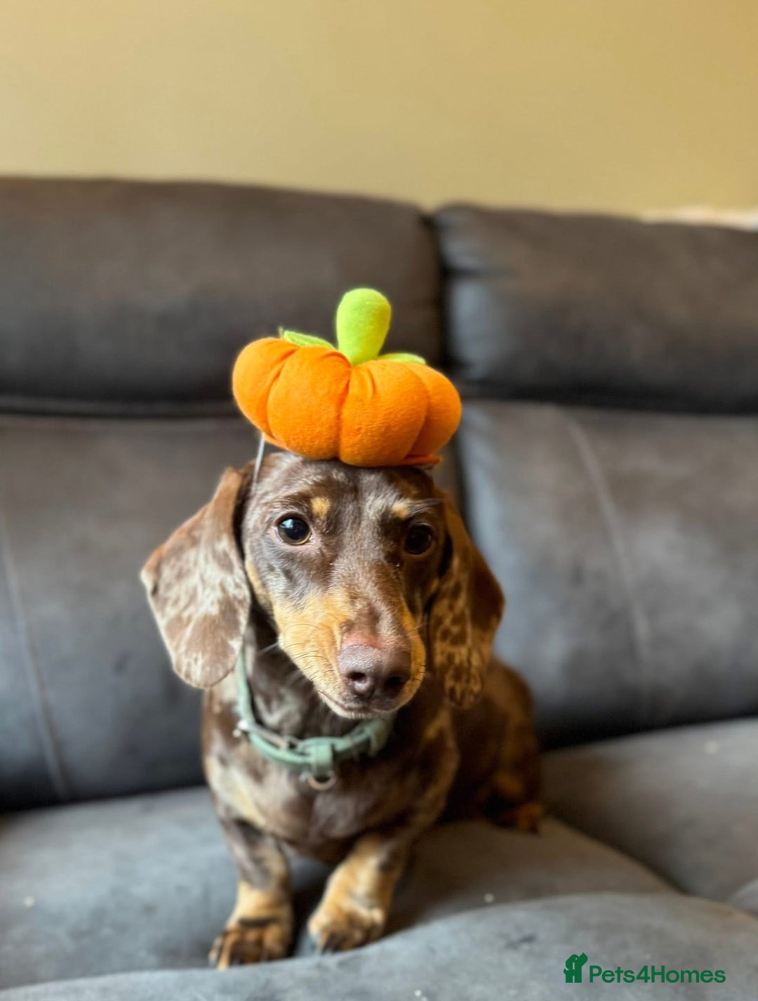 Miniature Dachshund dogs for sale: Quality Miniature Dachshund puppies - Advert 7