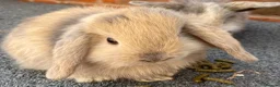 Mini Lop rabbits for sale: STUNNING PURE BREED MINI LOPS AMAZING COLOURS - Advert 12