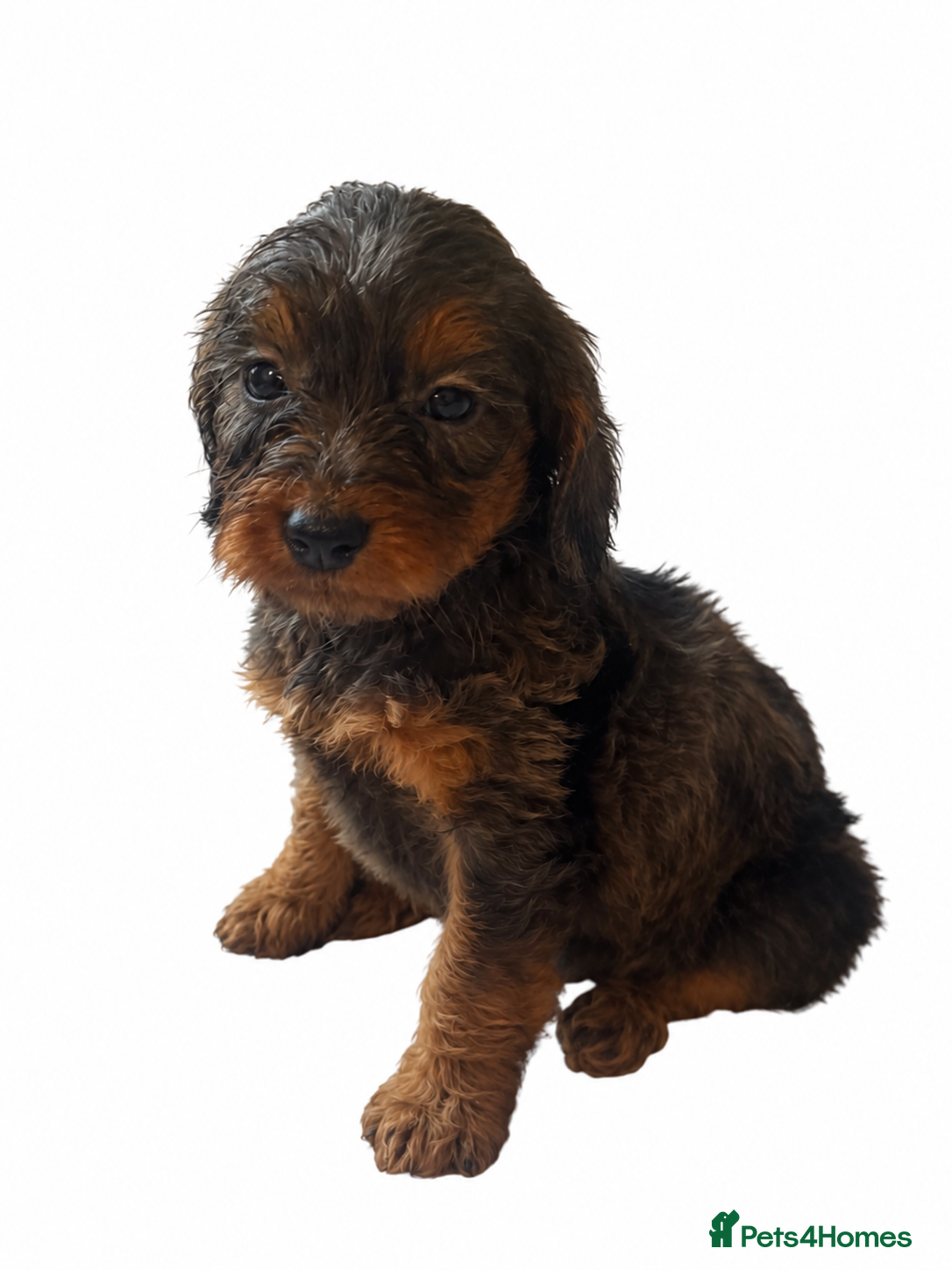 Cockapoo dogs for sale: ** COCKAPOOS PUPPIES AVAILABLE ** - Advert 2