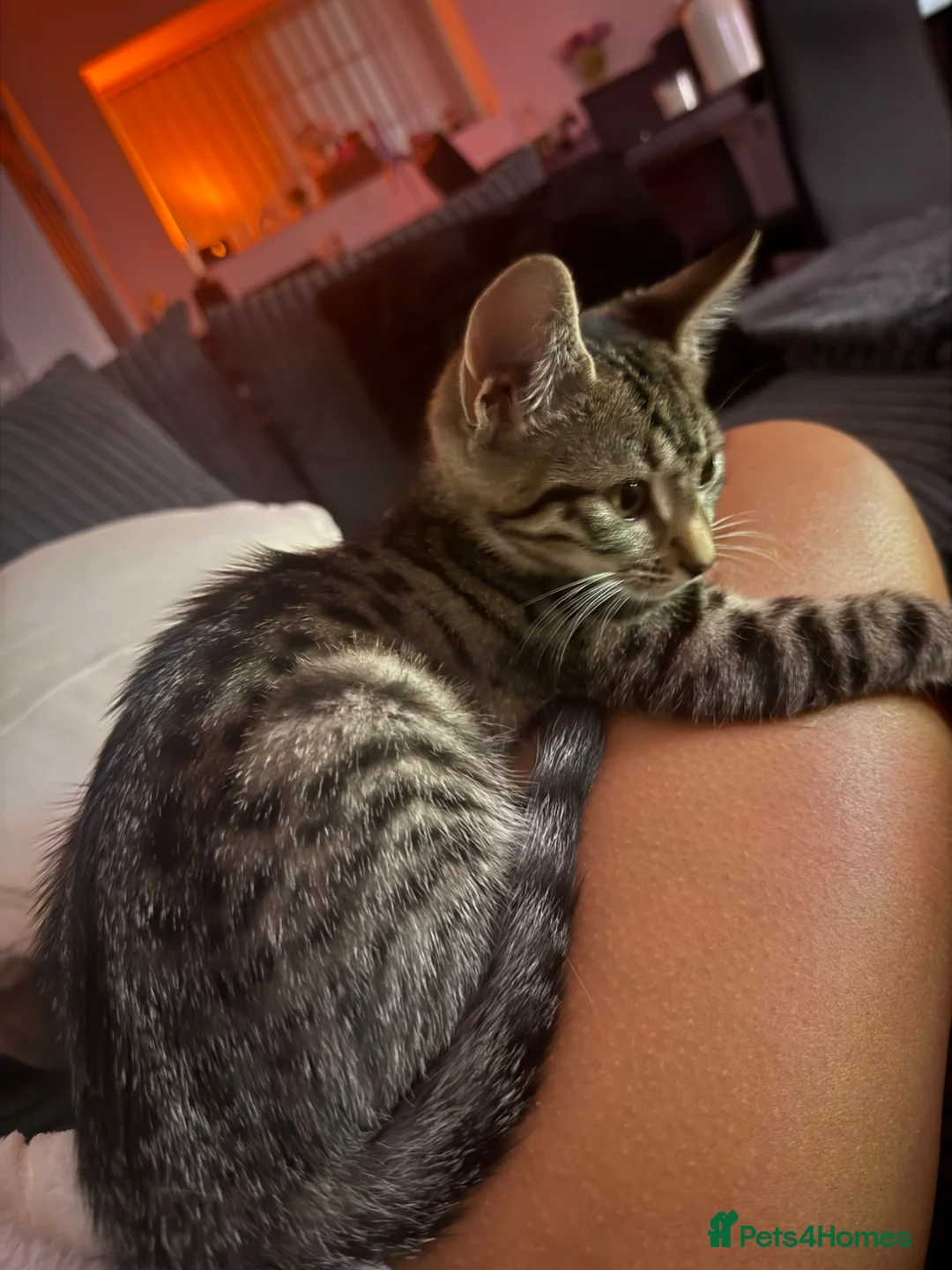 Mixed Breed cats for sale:  rehoming - Advert 4