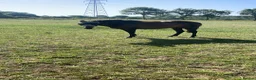 English Thoroughbred horses for sale: Sienna - 15.2hh, 10yo TB MARE in Corby - Advert 21