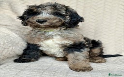 Cockapoo dogs for sale: Amazing tri-coloured girl - Image 4