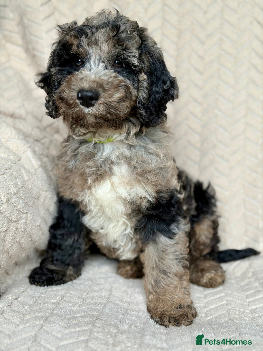 Cockapoo dogs for sale: Amazing tri-coloured girl - Image 4