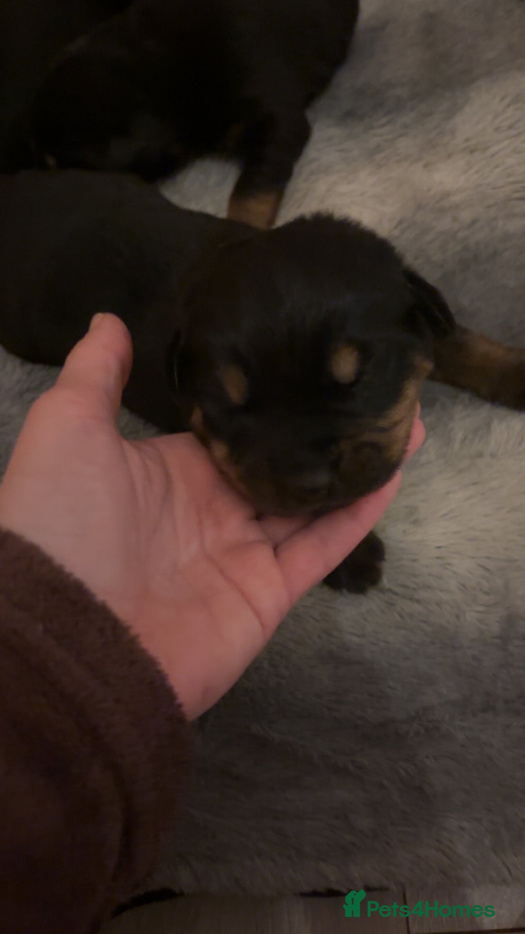 Rottweiler dogs for sale: 7 stunning chunky full breed Rottweilers  - Advert 15