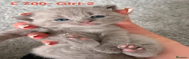 British Shorthair 2