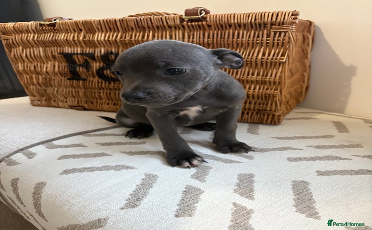 Staffordshire Bull Terrier dogs - Advert 7