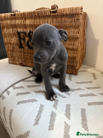 Staffordshire Bull Terrier dogs - Advert 7