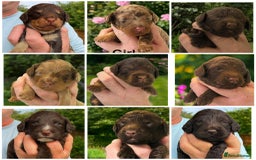 Cockapoo dogs for sale: DNA TESTED Cockapoo puppies, ready 22nd October  - Image 1