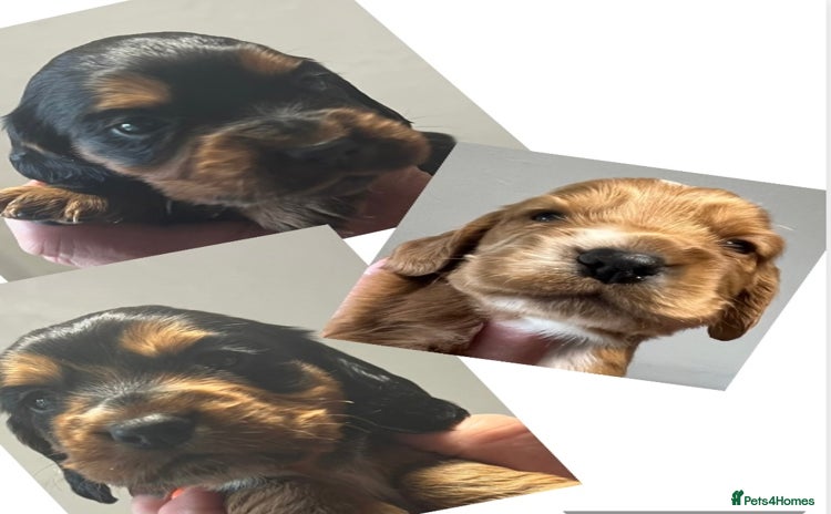 Cocker Spaniel dogs - Advert 8