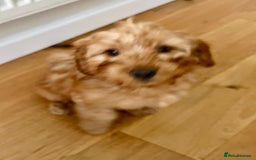 Cockapoo dogs for sale: Cockapoo puppy male - Advert 3