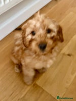 Cockapoo dogs Cockapoo puppy male - Advert 5