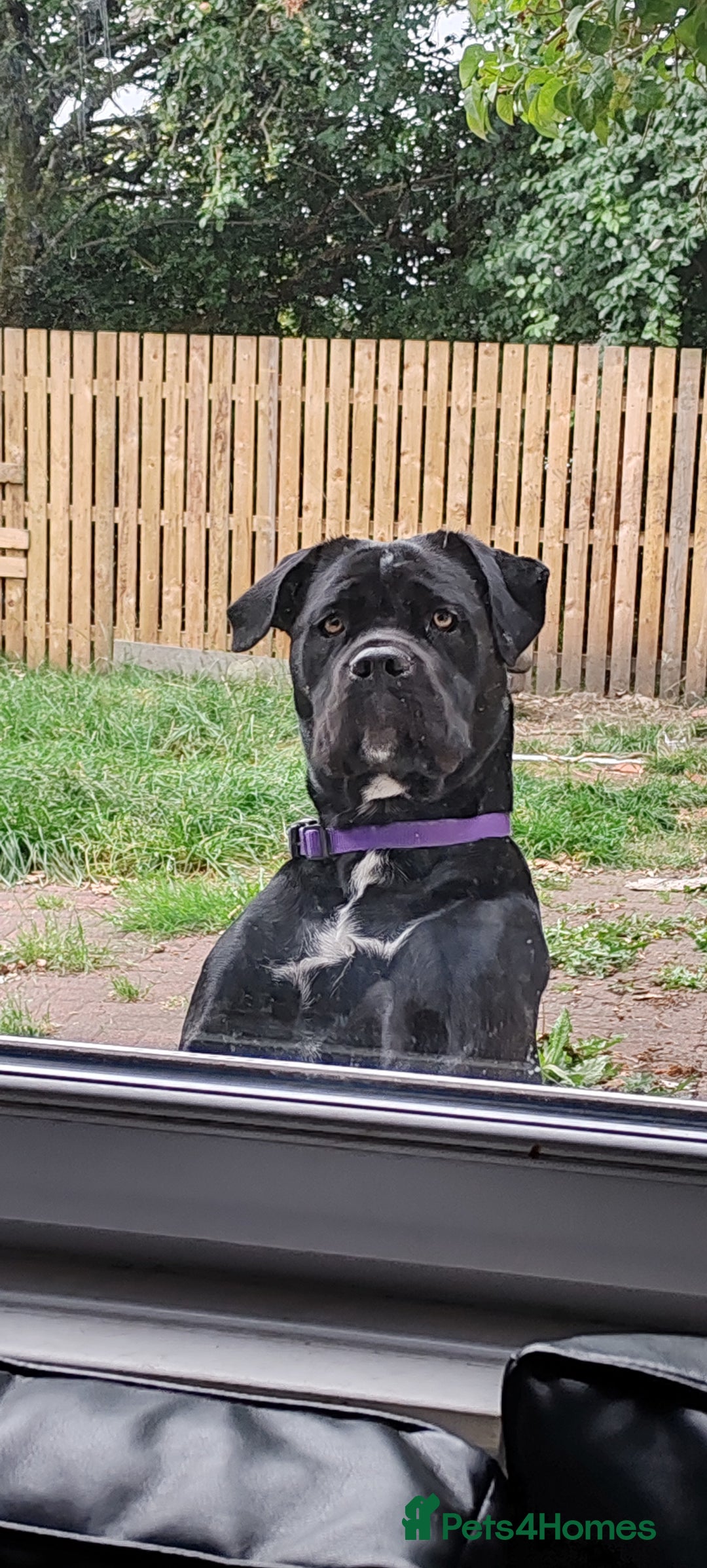 Cane Corso dogs for sale: Cane Corso  - Advert 3